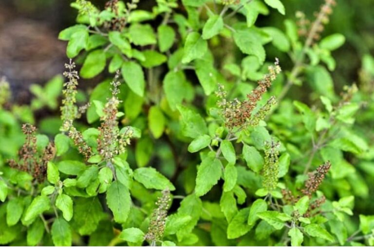 Benefits basil leaves:रोजाना तुलसी के सेवन से, इन बीमारियों से मिलेंगी छुटकारा