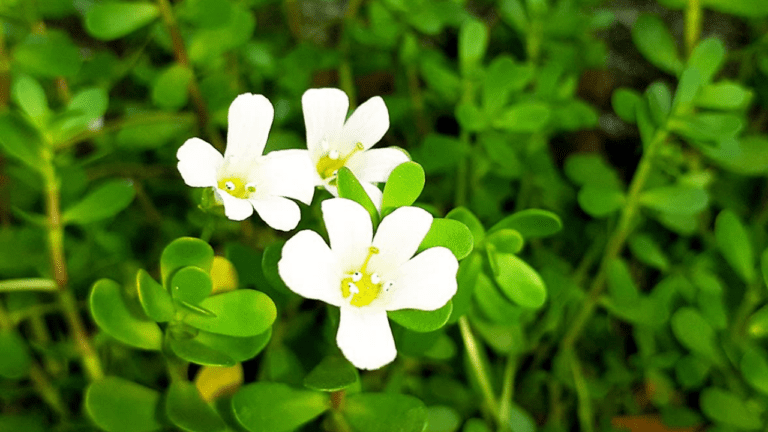 Brahmi Health Benefits:जानें,ब्रह्मी पौधे के 5 अनोखे फायदे, सेवन करने से दिमाग हो जाएगा एकदम तेज