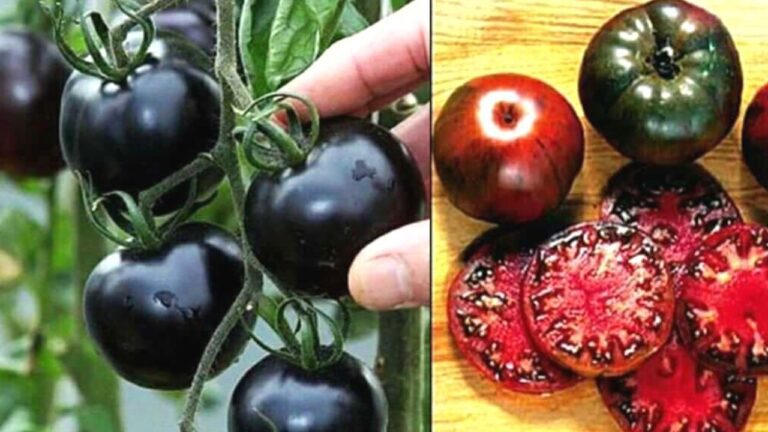 Black tomatoes Benefits: कैंसर और हार्टअटैक से पाना है निजात, तो आज से खाएं काला टमाटर