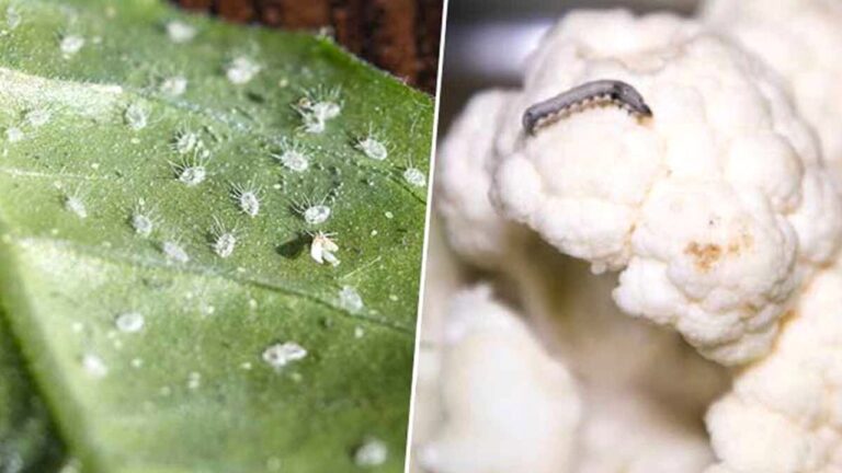 Worms in vegetables : सब्जियां धोते समय महीन कीड़ों से रहें सावधान, जानें निकालने का आसान तरीका