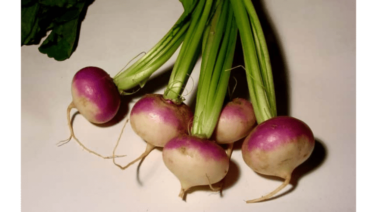 Turnips Benefits:औषधीय गुणों से भरपूर होती है शलजम, जानें इसके 5 लाजवाब फायदे