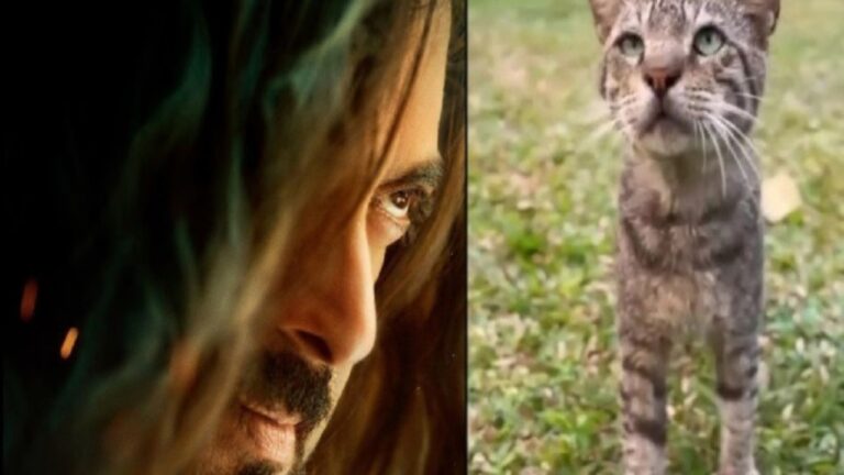 Billi Billi Teaser: सलमान खान ने शेयर किया “KKBKKJ” के नए गाने Billi-Billi का मजेदार टीजर, देखें