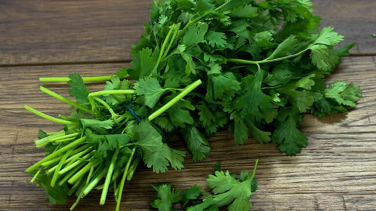 Coriander :थायराइड के लिए रामबाण  हैं धनिया, जानें सेवन का सही तरीका