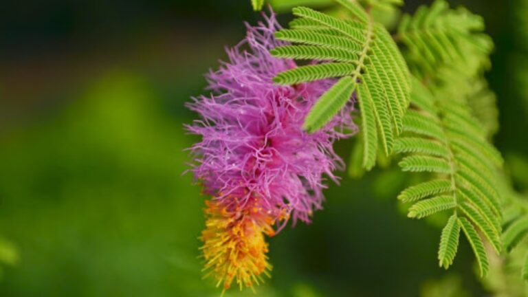Plant Benefits: भगवान शिव और शनि को बेहद प्रिय है यह पौधा, घर में लगाने के होते हैं अनगिनत फायदें
