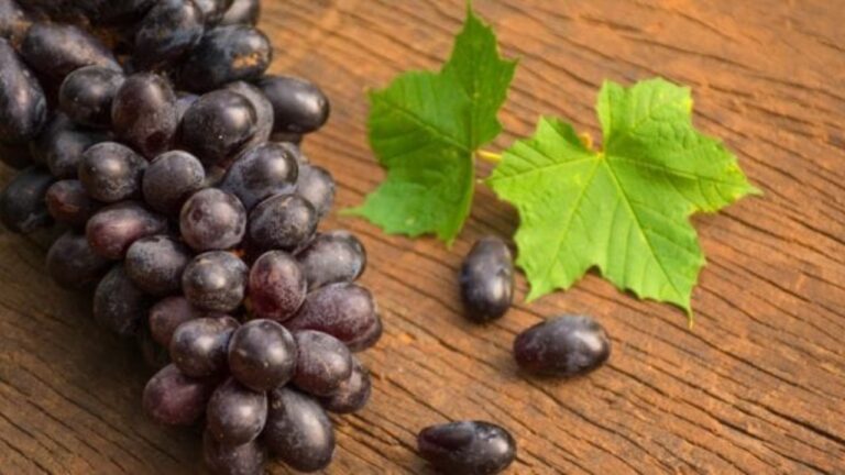 Black Grapes: पोषक तत्वों का खजाना हैं काला अंगूर, जानें इसके 5 बेमिसाल फायदें