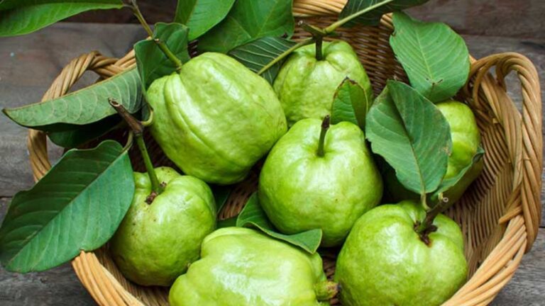 Guava Leaf Benefits: अमरूद ही नहीं इसके पत्ते भी है बेहद फायदेमंद, जानें 5 अनोखे फायदे