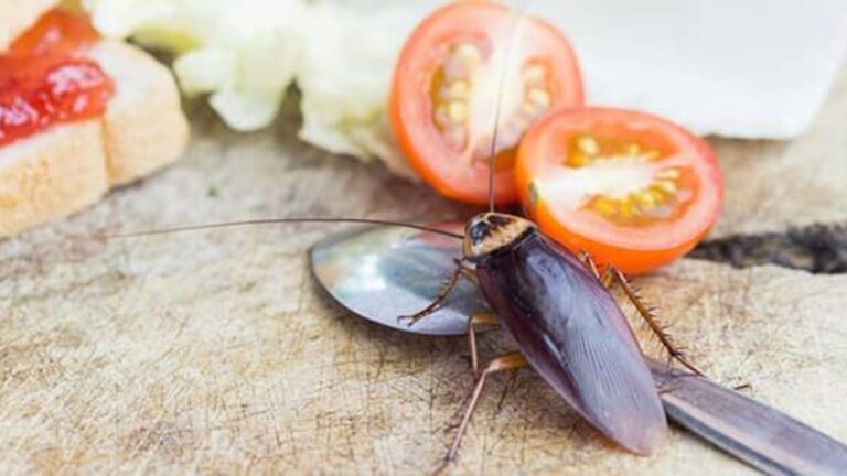 Kitchen Tips:रसोई में कॉकरोच कर रहे हैं परेशान,तो अपनाएं ये घरेलू उपाय