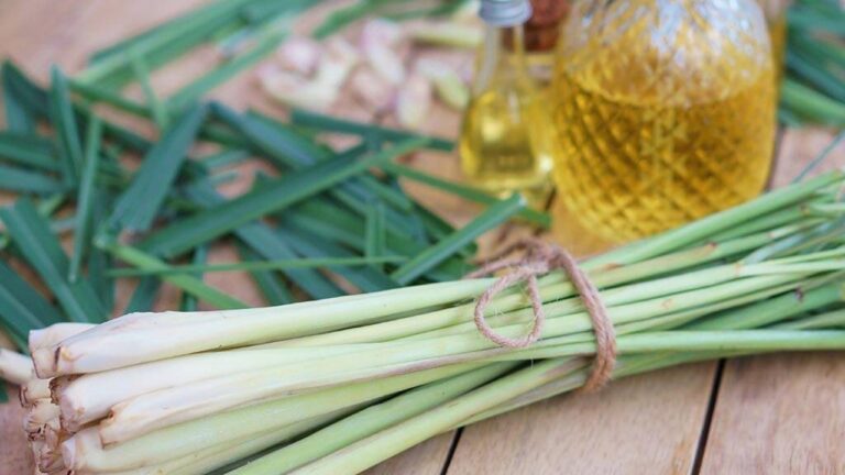 Lemon Grass Benefits:सेहत के लिए बेहद फायदेमंद है लेमनग्रास टी, जानें इसके अद्भुत फायदें