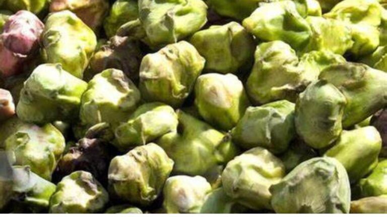 Farmer Scheme: किसानों को सिंघाड़े की खेती करने कर 25 प्रतिशत तक की सब्सिडी दे रही है सरकार,ऐसे करें आवेदन