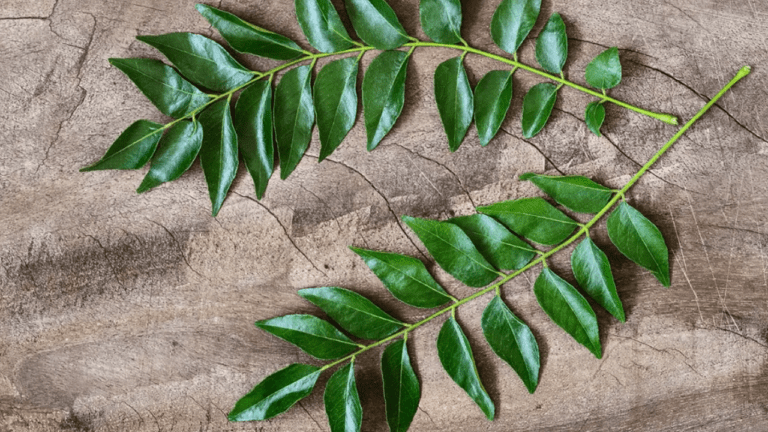 Curry leaves Benefits: रोजाना सुबह उठकर खाएं करी पत्ता, सेहत को मिलेंगे हैरान करने वाले फायदे, जानें