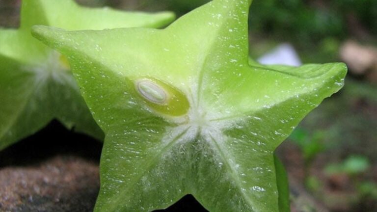 Arjun fruit benefits: कई समस्याओं का समाधान है अर्जुन फल, पढ़ें हैरान कर देने वाले फायदे