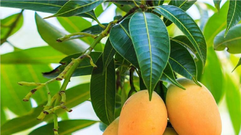 Mango Side Effects : अगर खाते हैं आम तो हो जाए सावधान, वरना पड़ सकता है सेहत पर भारी, जानें कैसे