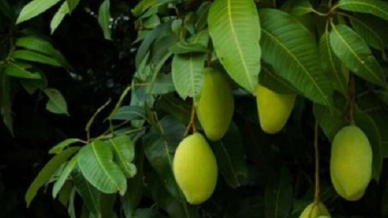 Mango leaves Benefits:कई बीमारियों का रामबाण इलाज है आम का पत्ता, पढ़ें इसके गज़ब के फायदे