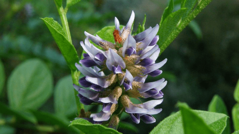 Benefits of Licorice: काले स्किन को चांदी जैसा चमकती है मुलेठी से बना फेस पैक, हफ्ते भर में मिलता है चमत्कारी रिजल्ट