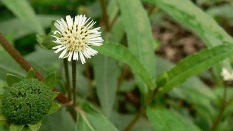 Bhringraj Benefits : बालों की सफेदी और टूटने से हो गए हैं परेशान तो सिर में लगाएं ये कमाल की चीज,मिलेगा गजब का फायदा