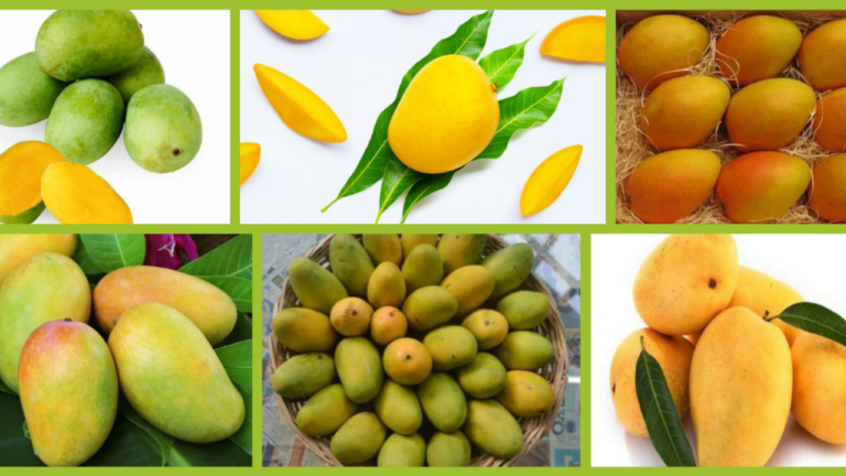 Mango Variety: आम की इन 10 वैरायटी में है गजब का स्वाद,एक बार खायेंगे तो जीवन भर रखेंगे याद