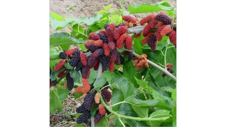 Mulberry benefits: गर्मियों में शहतूत खानें के फायदे जानकर हैरत में रह जाएंगे आप , पढ़ें इसके बेहतरी फायदे