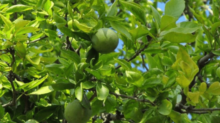 Bel Patra Tree Benefit : घर पर बेल पत्र लगाने से मिलेंगे ये चमत्कारी लाभ, जानें किस दिशा में पेड़ लगाना होता है शुभ