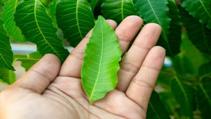 Neem leaves benefits