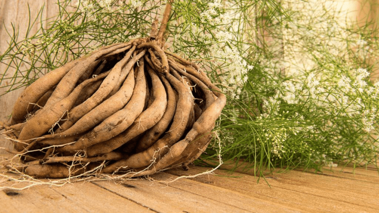 Shatavari Benefits : गर्भावस्था सहित इन बीमारियों के लिए रामबाण है शतावरी, यहां जानें इसके अचूक फायदे