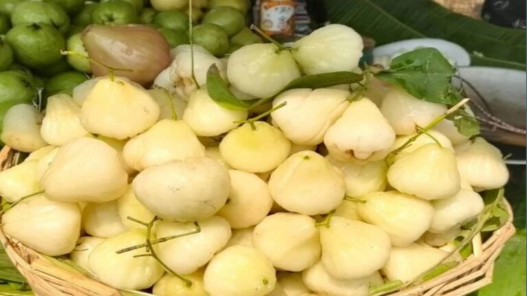 White Jamun Benefits: सेहत के खजाने से भरपूर है सफेद जामुन, पढ़ें इसके चमत्कारी फायदे