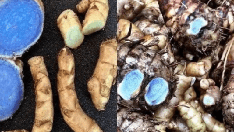 Black Turmeric Benefits : पीली हल्दी से ज्यादा सेहतमंद है ये काली हल्दी, जानें इसके चमत्कारी फायदे