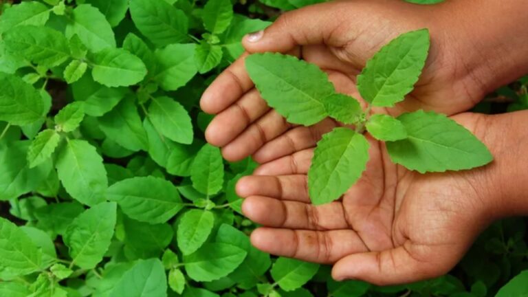 Basil Benefits: क्लियर और हेल्दी स्किन के लिए किसी वरदान से कम नहीं हैं बेसिल, पढ़ें गज़ब के फायदे