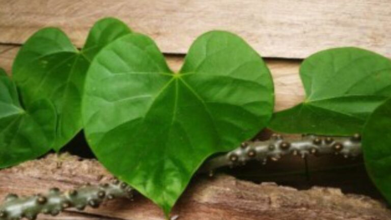 Giloy Benefits: कई समस्याओं का रामबाण इलाज है गिलोय, डाइट में शामिल करने से मिलेंगे ये गज़ब के फायदे