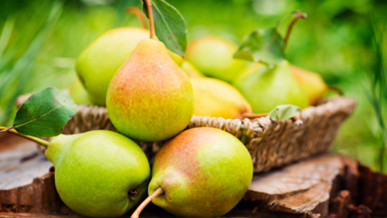 Benefits of Pears : डायबीटिज सहित इन बीमारियों में फायदेमंद होती है ये नाशपाती,पढ़ें तुरंत और रहें स्वस्थ