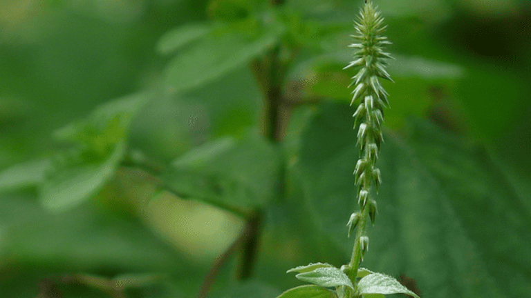 Chirchita Benefits : पेट की समस्या सहित इन बीमारियों में फायदेमंद होता है ये जंगली पौधा, जानें कैसे