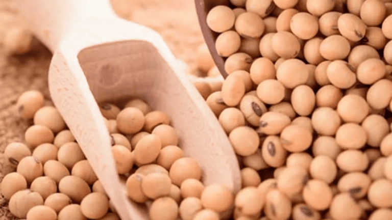 Soybean Benefits : दूध-अंडा से ज्यादा ताकतवर होता है ये सोयाबीन, जानें इसके फायदे