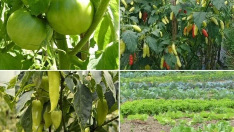 व्रत के दौरान ये सब्जियां इम्यूनिटी को करती हैं जबरदस्त बूस्ट, मौसमी बीमारियों से भी दिलाती हैं राहत