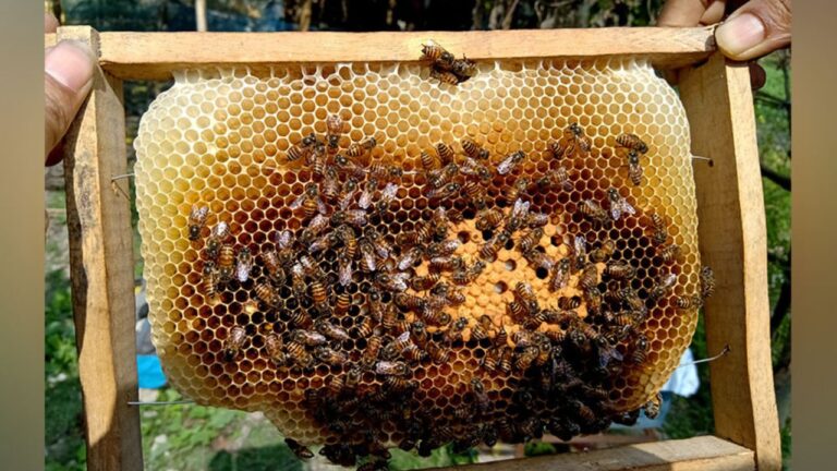 Government Scheme: मधुमक्खी पालन के लिए सरकार किसानों को दे रही 90% की सब्सिडी,ऐसे करें अप्लाई