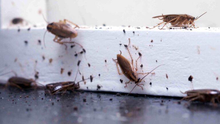 मौसमी कीड़ों के आतंक से हैं परेशान तो ट्राई करें ये देशी उपाय, मिनटों में मिलेगा छुटकारा 