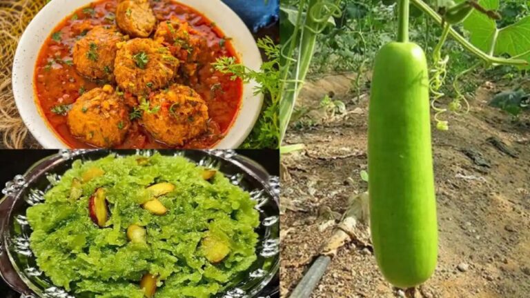 लौकी से बनाएं ये शानदार डिशेज, स्वाद ऐसा की उंगलियां चाटने को हो जाएंगे मजबूर